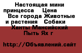 Настоящая мини принцесса  › Цена ­ 25 000 - Все города Животные и растения » Собаки   . Ханты-Мансийский,Пыть-Ях г.